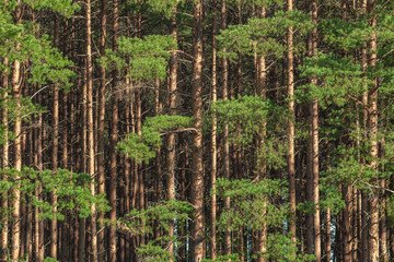 background of tall pine trunks