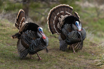 Wild tom turkeys strutting a mating dance with their tail feathers fanned out.