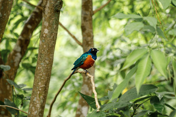 Tropical bird with turquoise wings, red chest, blue crop and black head sitting on a branch in the forest