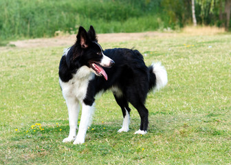 Black and white collie playing and jumping on the grass