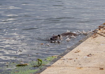  nutria swims through a lake in search of food