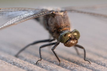 blue flat-bellied dragonfly stands on a wooden floor