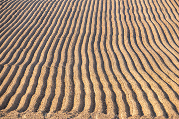 Furrows row pattern in a plowed land prepared for planting potatoes in spring. Selective focus