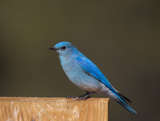 Mountain Bluebird