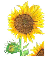 Pastel illustration of beautiful sunflower with bud with digital effects for cute design on white isolated background