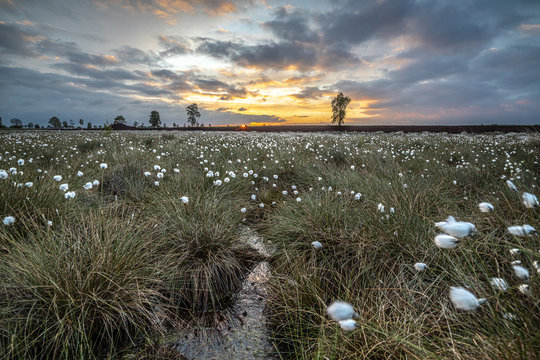 Venner Moor