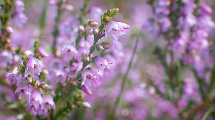 Fototapeta premium Blooming wild heather macro photography