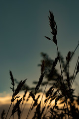 sunset in the grass