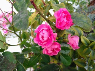 pink roses in the garden