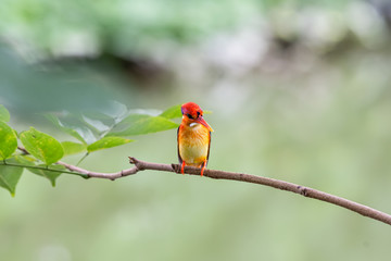 oriental dwarf kingfisher, black backed kingfisher baby bird