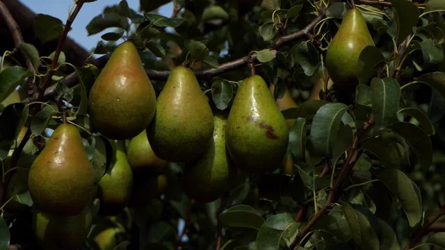 Close-up of a bunch large ripe pears in an orchard.