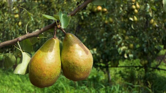 Close-up of two large pears in an orchard.
