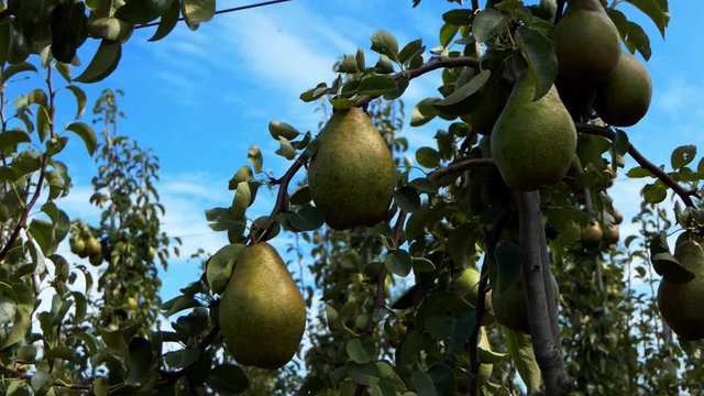 Close-up of large ripe pears in an orchard with a blue sky as a background.