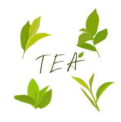 Tea leaves vector botanical illustration, green and black teak tea and teabags package design elements. Indian Ceylon or Chinese green tea leaf with stems, isolated on white background