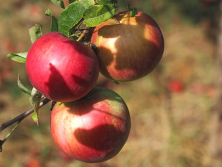 Macro of ripe red apples on an apple tree