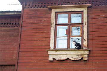 A black and white cat sits on the window of an old wooden house. The cat asks to go home.