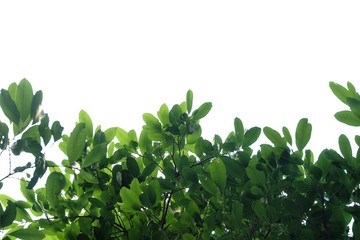 Fototapeta premium Tropical tree leaves with branches and sunlight on white isolated background for green foliage backdrop and copy space 