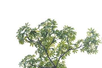 Obraz premium Tropical tree leaves with branches and sunlight on white isolated background for green foliage backdrop and copy space 