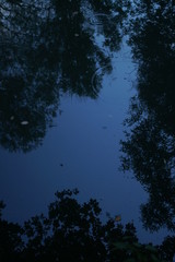 Fluss und Ufer mit Bewuchs am Abend