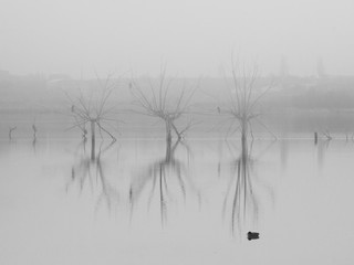 Three lonely and dry trees shrouded in water and mist