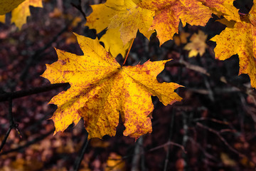 Naklejka na ściany i meble yellow autumn maple leaves on blurred background