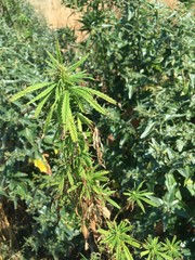close up of marijuana plant