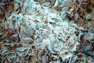 Background of fallen old brown leaves covered with frost.