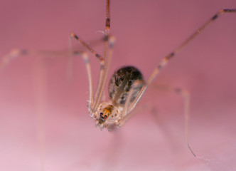 Home spider macro photography. Normal spider you find everywhere.