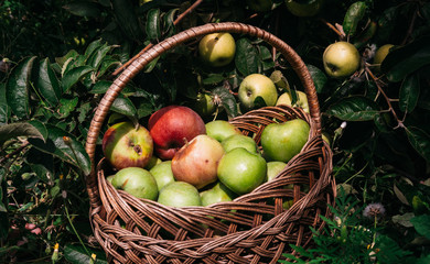 A basket with fresh red and green liquid apples stands near the Apple tree on the ground. Apple harvest in summer or autumn, seasonal delicious and fragrant fruits, fruit trees in the garden.
