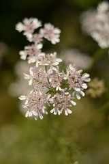 Blooming fragrant coriander (cilantro) in the open air in the summer garden