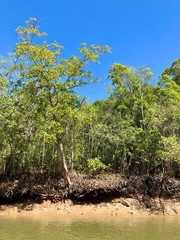 Mangrove trees on saltwater river bank