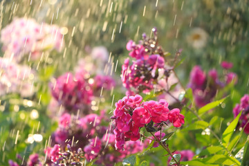 Abstract floral background.Summer rain in the garden and flowers with drops and bokeh, blurred focus. Beautiful summer garden in the early morning with natural bokeh and rain, summer postcard