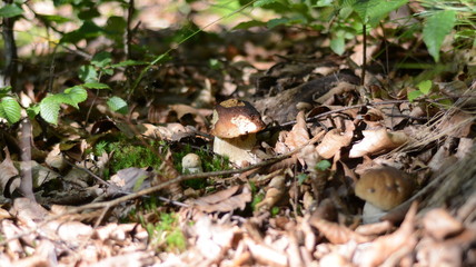 A family of white mushrooms in the leaves in the autumn forest