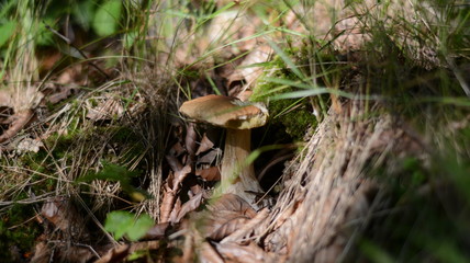 An old white mushroom on a thin stalk grows in the grass in the forest