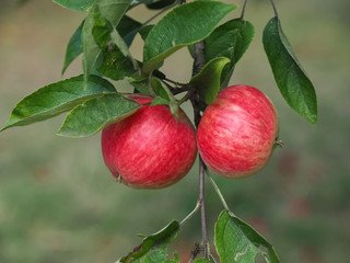 Macro of ripe red apples on an apple tree