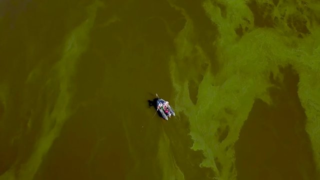 A fishing boat sails among the green blooming algae. Aerial drone footage.