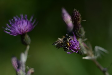 Fototapeta na wymiar Bee on a purple thorn flower (onopordum acanthium) close-up