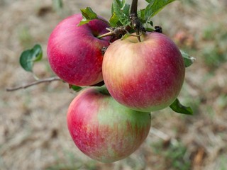 Macro of ripe red apples on an apple tree