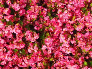 pink flowers background