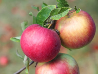 Macro of ripe red apples on an apple tree