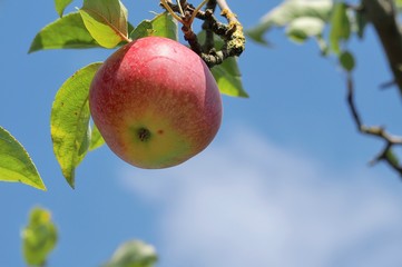 Macro of a ripe red and green apple on an apple tree