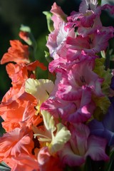 Close-up of terry orange and pink galdiolus
