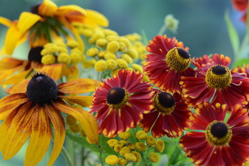 Beautiful autumn flowers of helenium, rudbeckia and tansy on blurred background