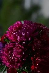 Bouquet of burgundy autumn asters close-up on a blurred background