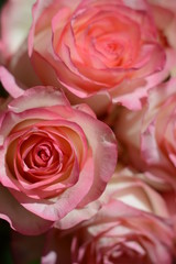 Pink beautiful roses close-up. View from above