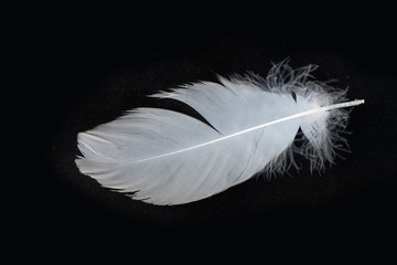 white feathers over black