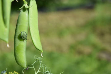a dusky stink bug on a peapod