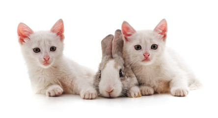 Fototapeta premium White kittens and bunny.