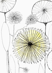 Hand drawn dandelion floral background