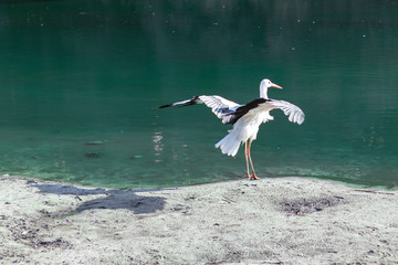 A stork walking by a lake spread its wings.